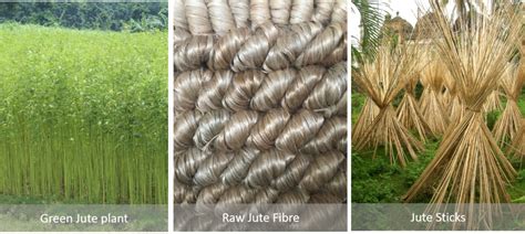  Jute:  Một Vật Liệu Tự Nhiên Đáng Quan Tâm Trong Sản Xuất Thực Phẩm!