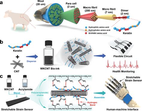 Keratin: A Natural Wonder for Biocompatible Implants and Tissue Engineering!