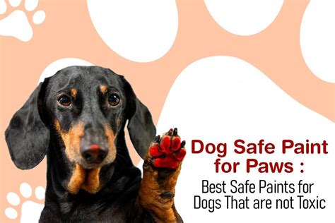 What Paint is Safe for Dog Paws: Exploring the Colors of Canine Safety and Creativity